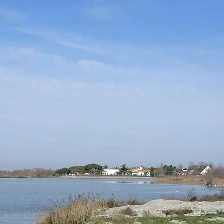 Les Palmiers En Camargue